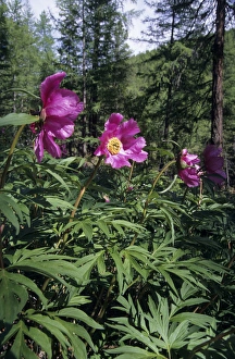 Anomala Gallery: Flowering wild Paeonea