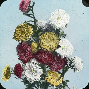 Aster Prints: Flowers - Asters