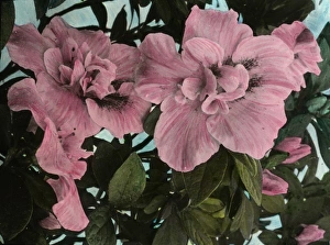 Azalea Gallery: Flowers - Azalea (pink)