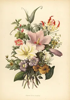Lily Gallery: Flowers from Bombay, India