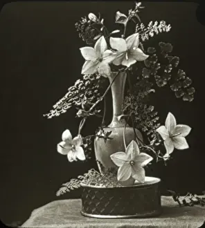 Flowers - Campanula