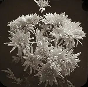Chrysanthemums Prints: Flowers - Chrysanthemums