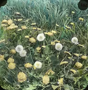 Dandelion Prints: Flowers - Dandelion