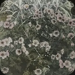 Flowerbed Prints: Flowers - Floral display in a flowerbed