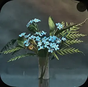 Flowers - Forget-me-not