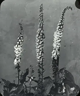 Flowers - Foxglove