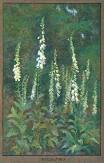 Barham Gallery: Flowers & Gardens