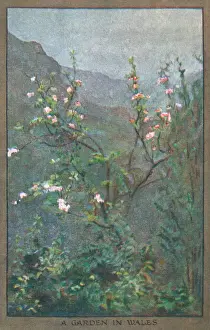 Flowers & Gardens