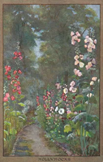 Flowers & Gardens