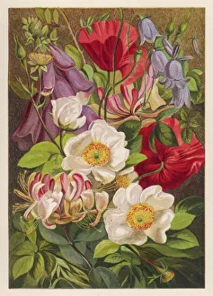 Flowers and Plants Gallery: Flowers of July & August