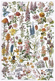 Begonia Gallery: Flowers / Larousse 1913