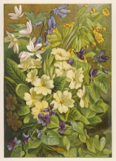 Flowers of March & April Flowers of March & April