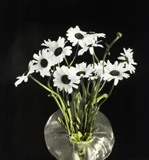 Flowers - Marguarites, white