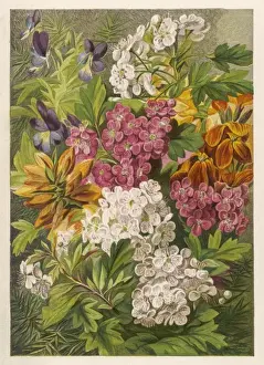 Gorse Prints: Flowers May & June 1863
