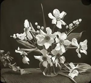 Narcissus Prints: Flowers - Narcissus