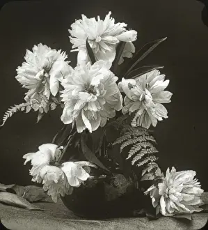 Peonies Prints: Flowers - Peony