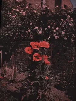 Trellis Prints: Flowers - Poppies