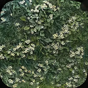 Primroses Prints: Flowers - A Primrose Bank