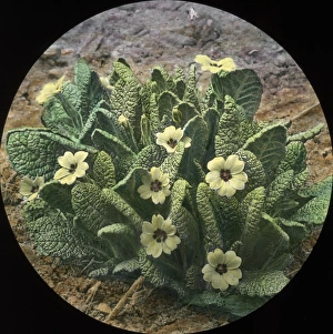 Flowers - Primroses