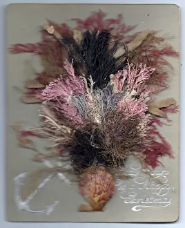 Images Dated 14th June 2018: Flowers made of seaweed in a vase on a Christmas card