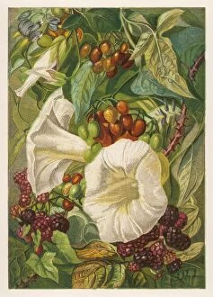 Nightshade Gallery: Flowers: sept & Oct 1863