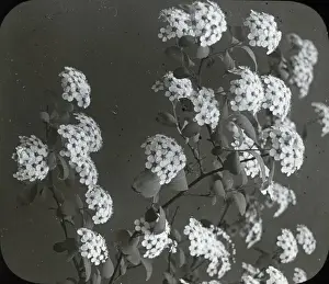 Flowers - Spiroea confusa