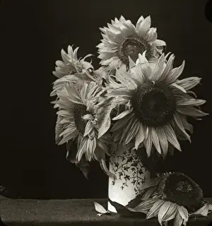 Sunflowers Prints: Flowers - Sunflower