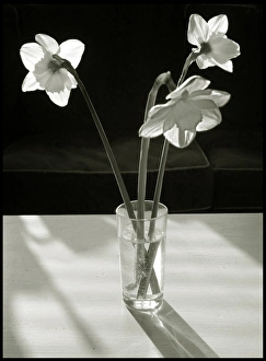 Images Dated 2011 April: 3 Apr 2011