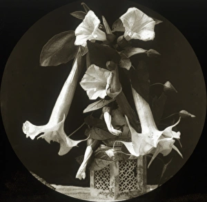 Lily Gallery: Flowers - Trumpet Lily