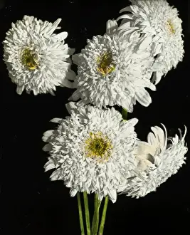 Pyrethrum Prints: Flowers - White Pyrethrum