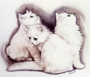 Cats Collection: Three Fluffy white kittens