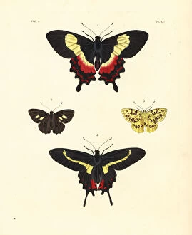 Vulnerable Collection: Fluminense swallowtail, Anteros acheus and Parides agavus