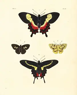 Vulnerable Prints: Fluminense swallowtail, Anteros acheus and Parides agavus