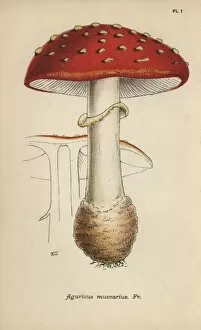 Mushroom Collection: Fly agaric, Agaricus muscarius