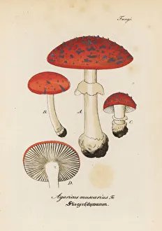 Amanita Gallery: Fly agaric, Amanita muscaria