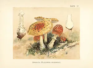Fly agaric, Amanita muscaria