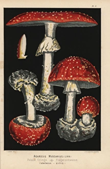 Amanita Gallery: Fly agaric, Amanita muscaria, Agaricus muscarius, poisonous