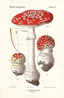Mushrooms Gallery: Fly agaric mushroom, Amanita muscaria