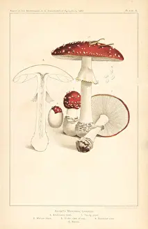 Fly agaric mushroom, Amanita muscaria