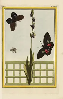 Ophrys Prints: Fly orchid, Ophrys insectifera