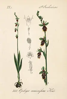 Fly orchid, Ophrys insectifera