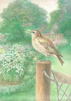 Flycatcher Prints: Flycatcher