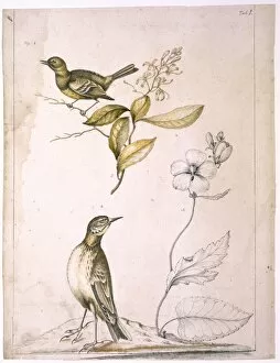 Anthus Gallery: Flycatcher, elliottia, purple malve and pipit