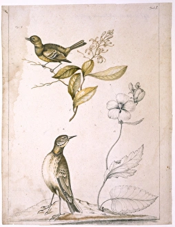 Anthus Gallery: Flycatcher, elliottia, purple malve and pipit