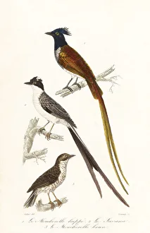 Fournier Prints: Flycatchers and Caribbean elaenia