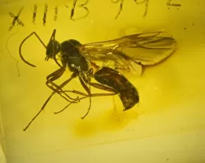 Tertiary Period Gallery: Flying ant amber
