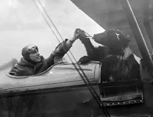 A Flying Bear