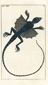 Flying dragon, Draco volans