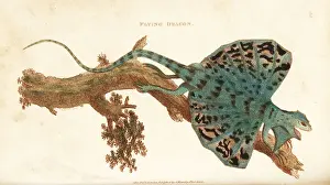 Flying dragon, Draco volans