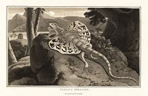 Flying dragon, Draco volans, basking on a rock